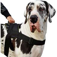 Great dane clearance no pull harness