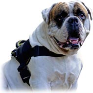 American bulldog harness outlet and lead