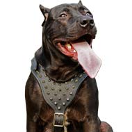 Pitbull accessories hot sale for humans