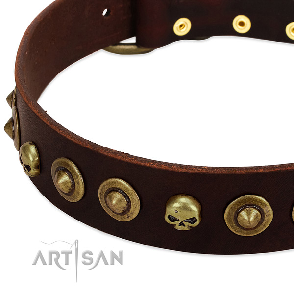 Significant adornments on leather collar for your pet