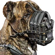 Boston Leather 1-1/4 inch Wide K-9 Agitation Collar