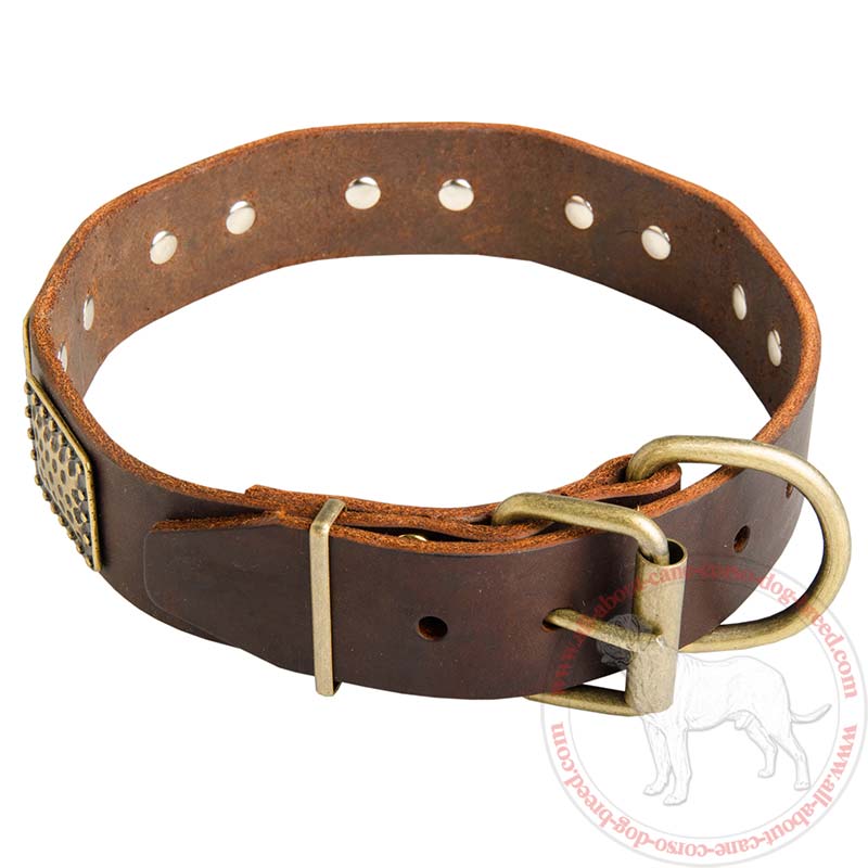 Purchase Leather Cane Corso Collar | Vintage Brass Plates