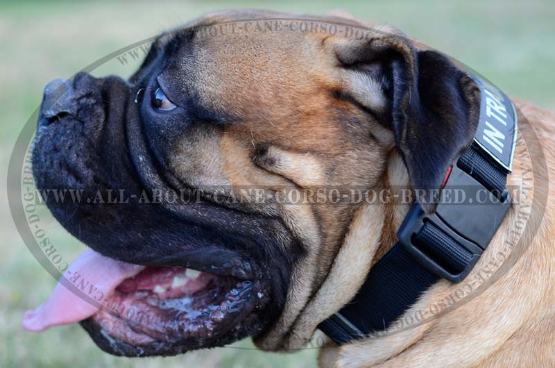 Extra Durable Bullmastiff Dog Harness with ID Patches for training  [H17##1014 Multifunctional nylon harness with id patch] : Bullmastiff dog  harness, Bullmastiff dog muzzle, Bullmastiff dog collar, Dog leashes
