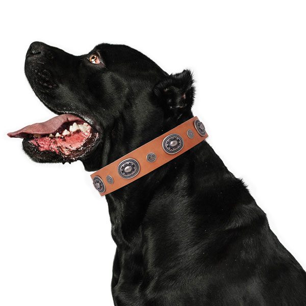 Leather dog collar with rust-proof buckle and D-ring for handy use