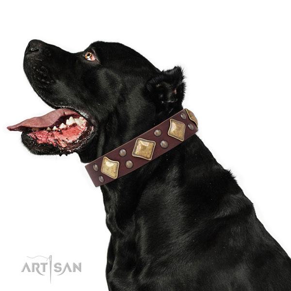 Daily walking decorated dog collar made of top rate genuine leather