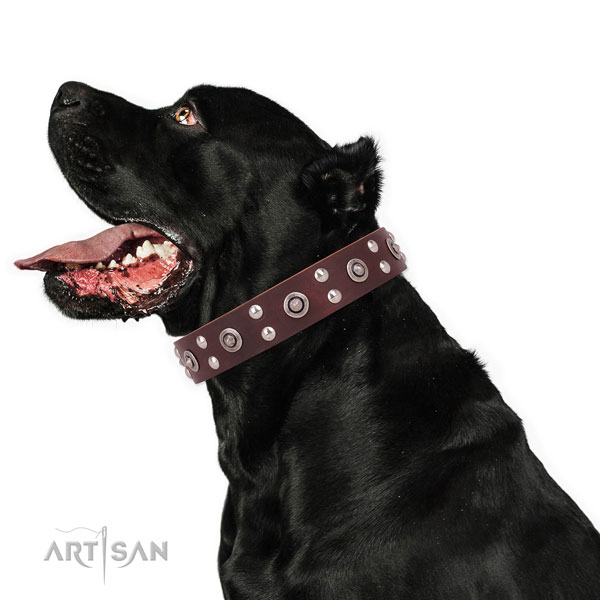 Everyday use dog collar with stylish embellishments