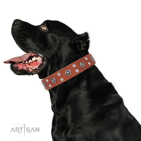 Daily use dog collar with extraordinary studs