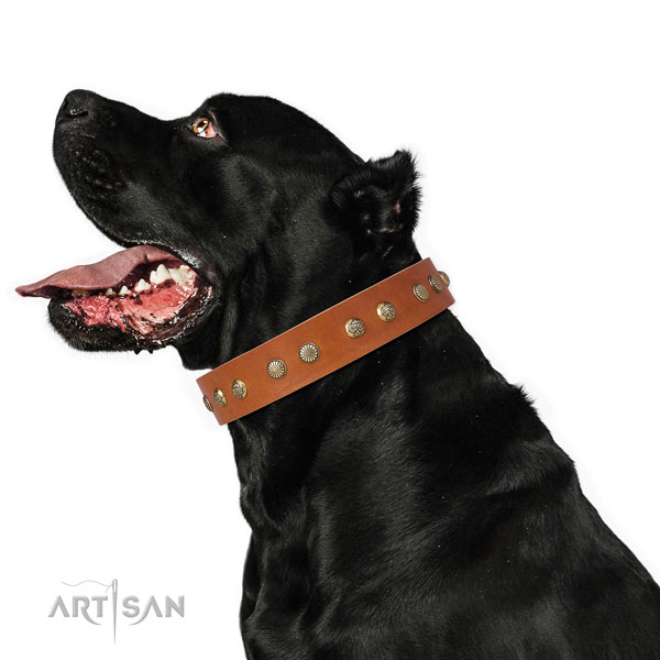 Designer studs on fancy walking leather dog collar