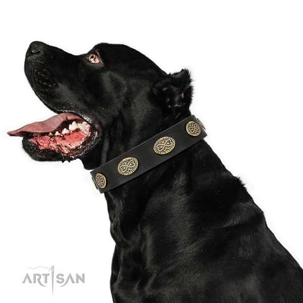 Stylish design studs on fancy walking full grain leather dog collar