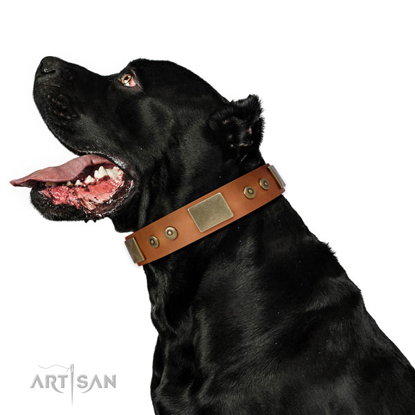 Top notch daily use dog collar of natural leather