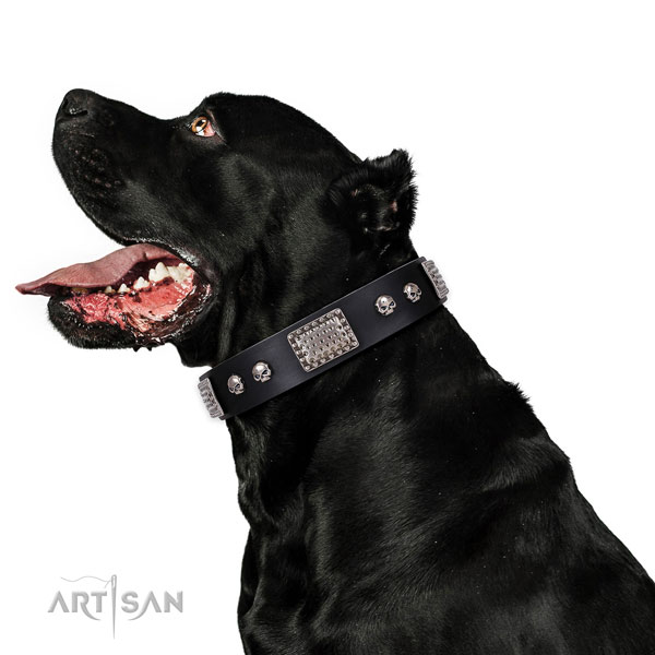 Fine quality full grain leather collar for your lovely pet