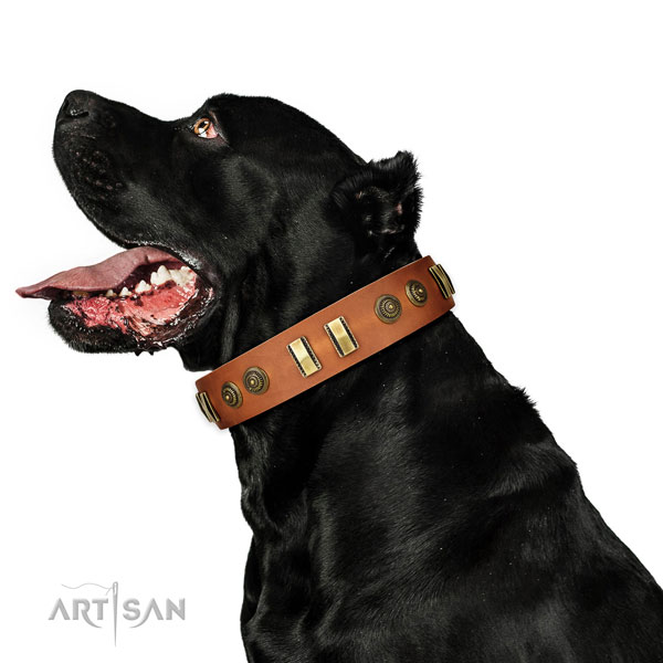 Strong D-ring on full grain leather dog collar for fancy walking