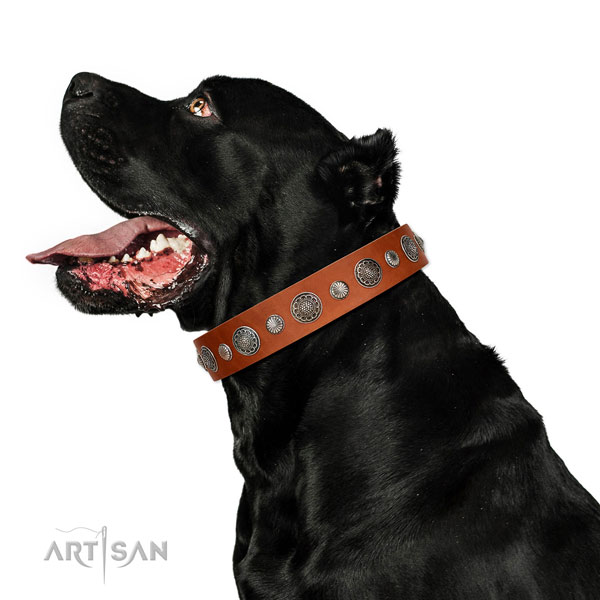 Extraordinary leather dog collar with corrosion proof hardware