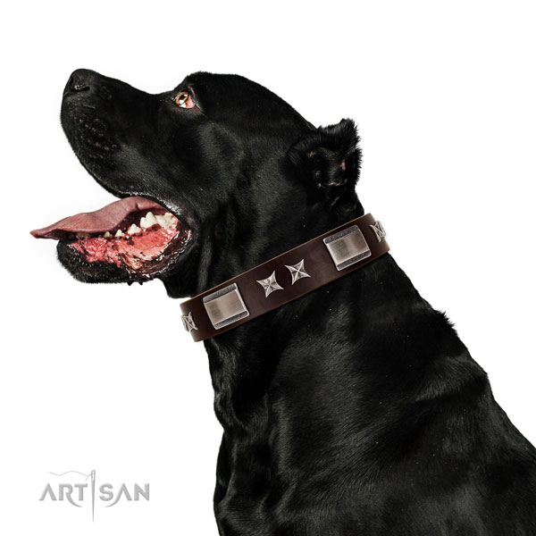 Top notch collar of genuine leather for your beautiful dog