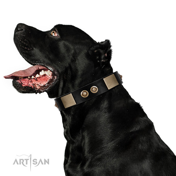 Rust-proof D-ring on full grain leather dog collar for stylish walking