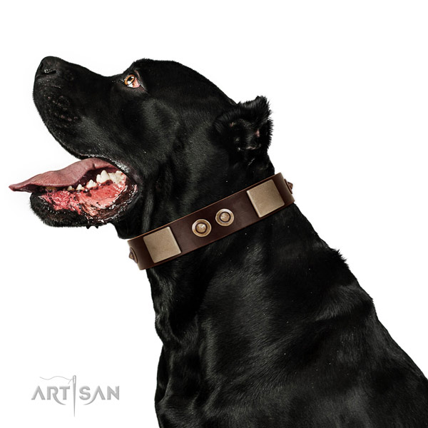 Corrosion proof buckle on full grain leather dog collar for everyday walking
