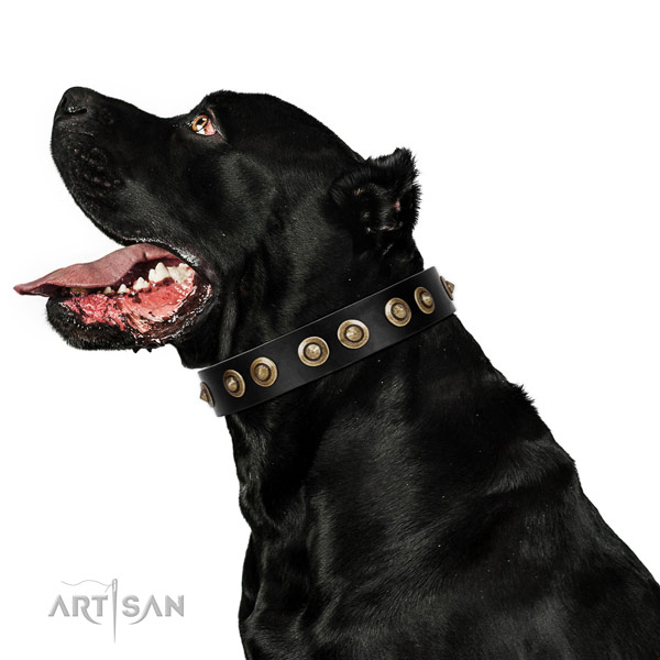 Comfy wearing dog collar of natural leather with impressive adornments