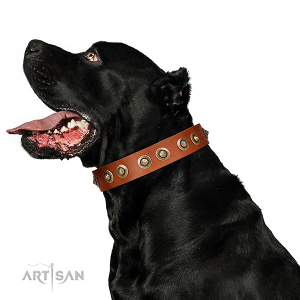 Stylish walking dog collar of natural leather with stunning embellishments