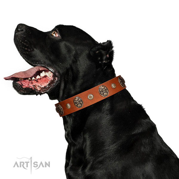 Natural leather dog collar with fashionable adornments