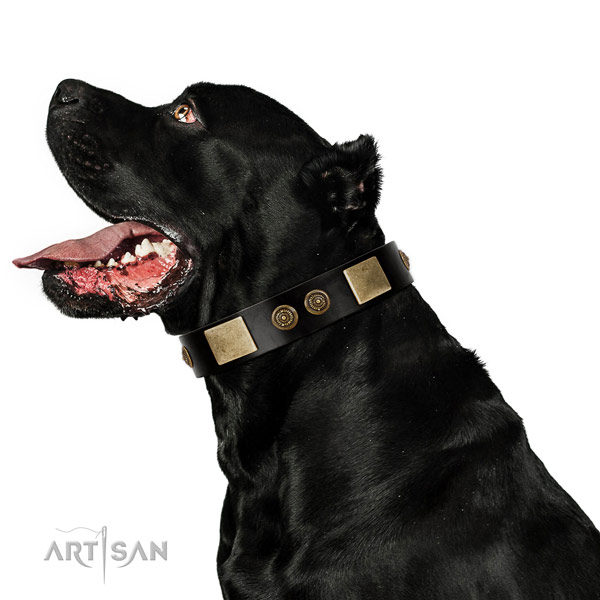 Rust resistant traditional buckle on genuine leather dog collar for daily use