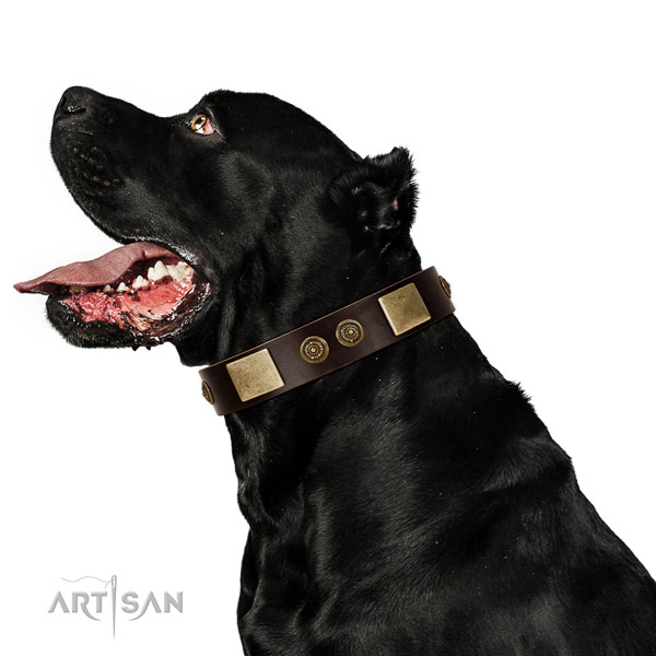 Daily walking dog collar of natural leather with incredible studs