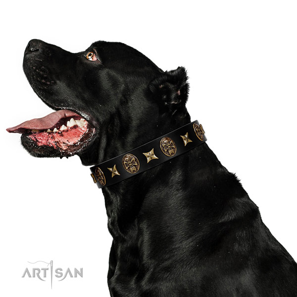 Comfortable wearing dog collar of genuine leather with incredible studs