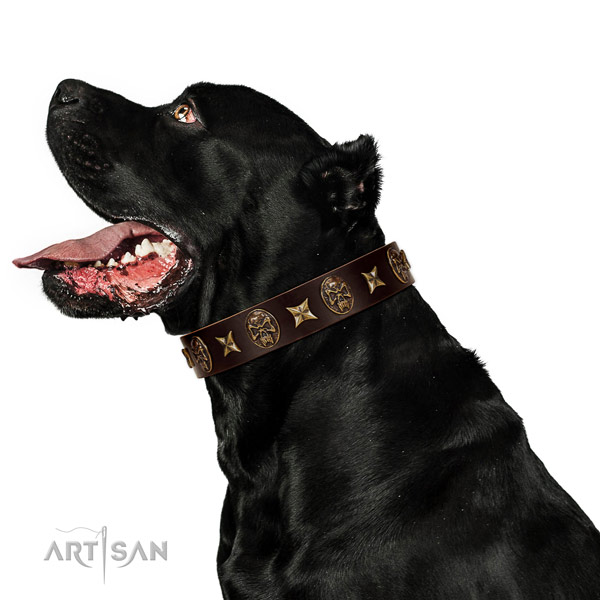 Stylish walking dog collar of genuine leather with remarkable decorations