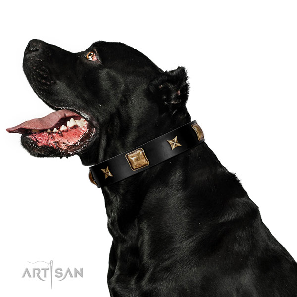 Stylish design dog collar handmade for your stylish pet