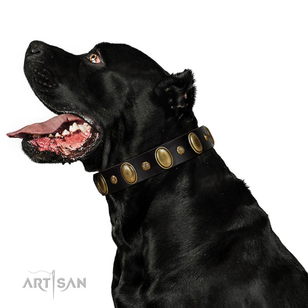 Full grain leather dog collar of top rate material with designer decorations