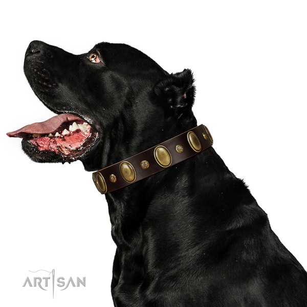 Leather dog collar of soft to touch material with extraordinary adornments