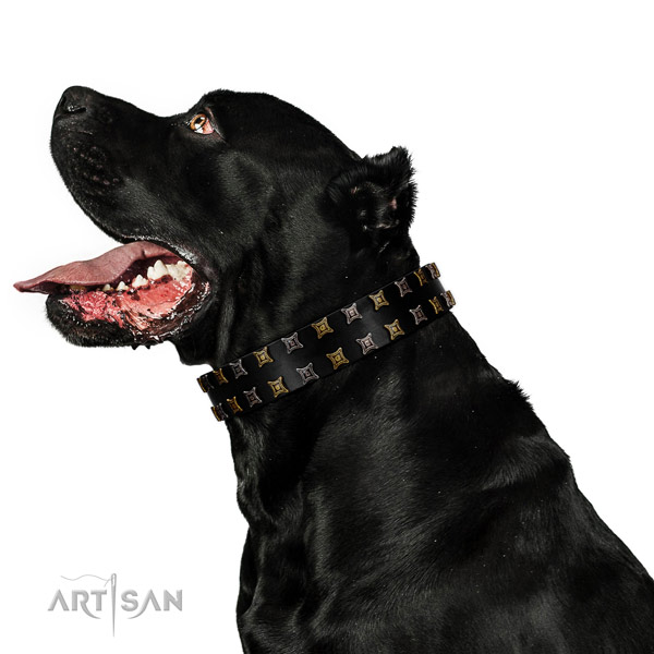 Top notch leather dog collar with adornments for your doggie