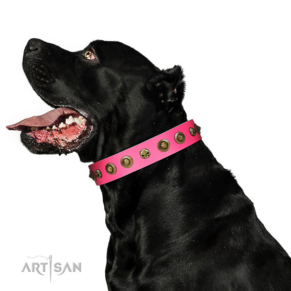 Designer decorations on genuine leather collar for your dog