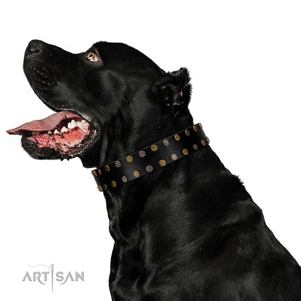 Designer full grain leather dog collar with rust resistant embellishments