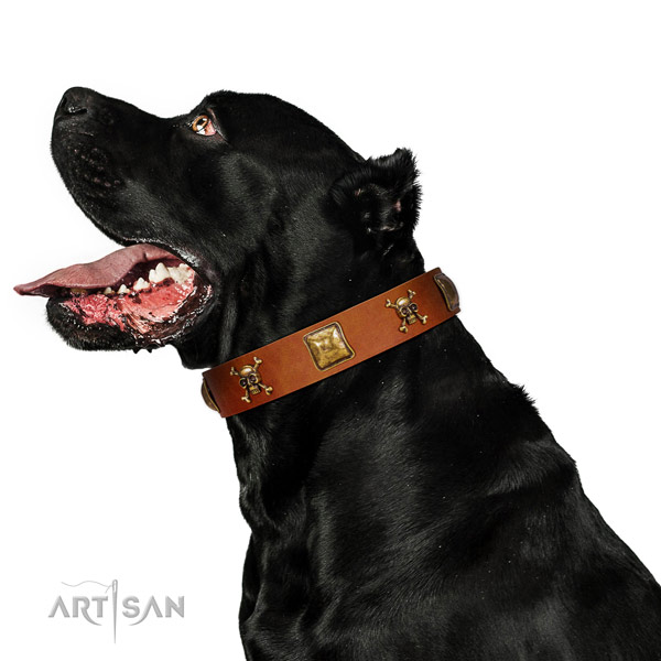 Inimitable genuine leather dog collar with reliable adornments