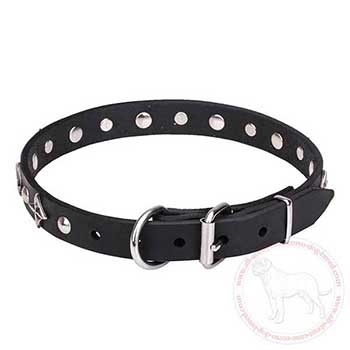 Leather Cane Corso collar with chrome plated fittings