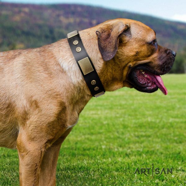 Cane Corso studded collar made of strong full grain leather