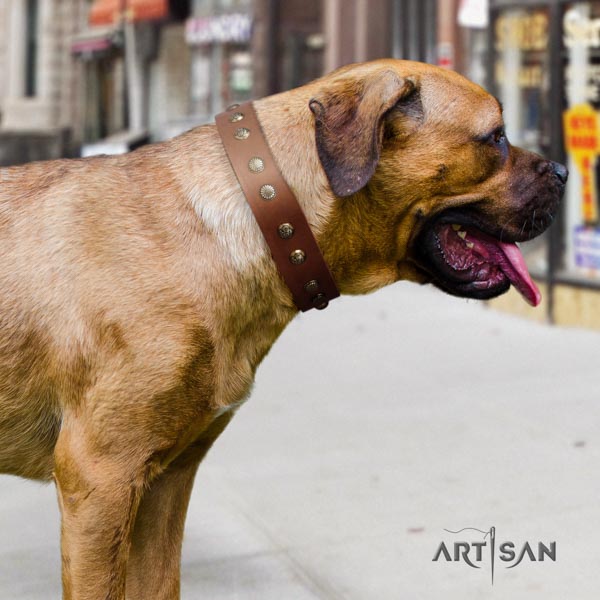 Cane Corso studded collar made of best quality natural genuine leather