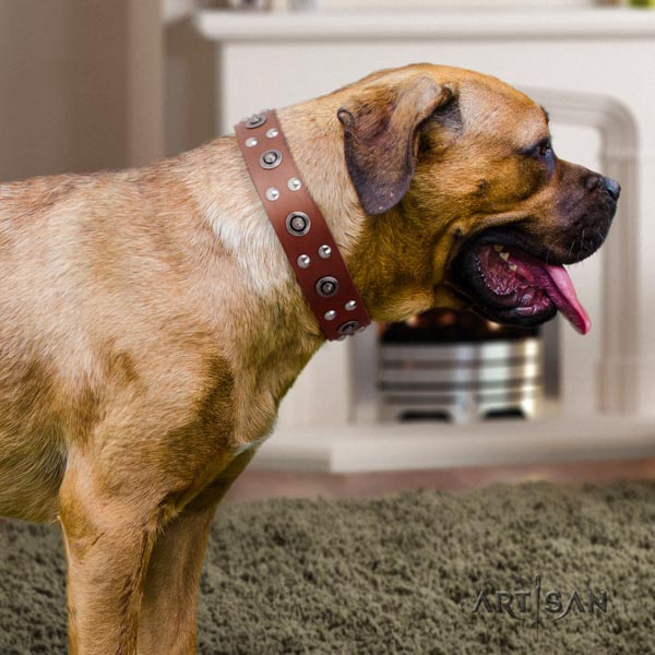 Cane Corso studded collar made of high quality full grain natural leather