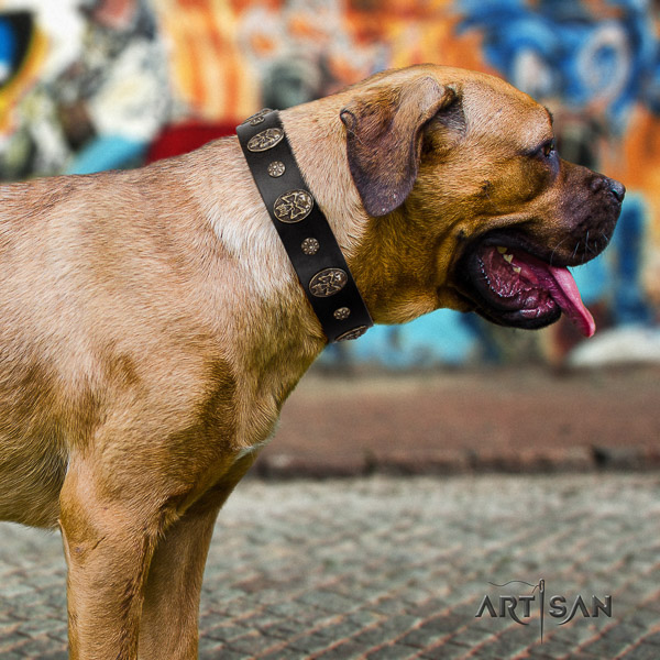 Cane Corso embellished leather dog collar for basic training