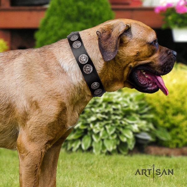 Cane Corso adjustable genuine leather dog collar for comfortable wearing