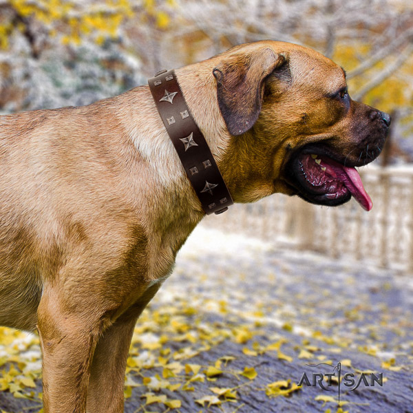 Cane Corso incredible full grain leather dog collar for walking