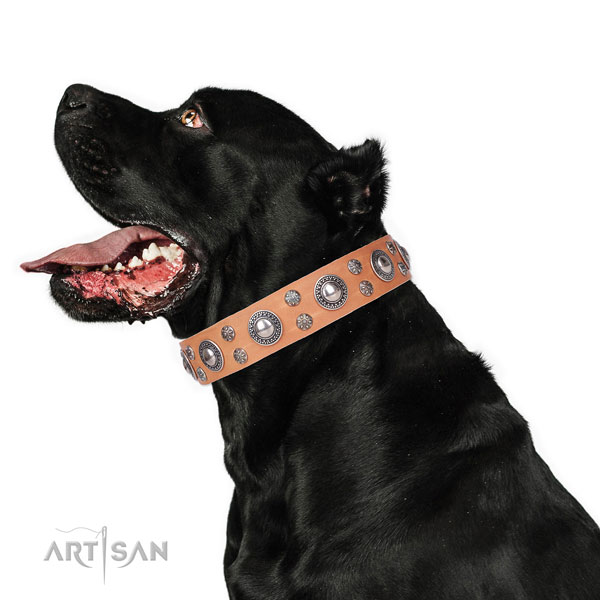 Cane Corso extraordinary full grain natural leather dog collar for comfy wearing