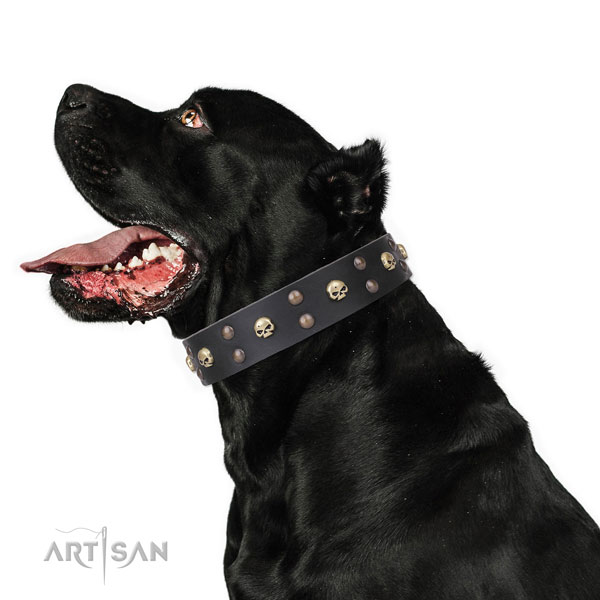 Cane Corso comfortable leather dog collar for comfy wearing
