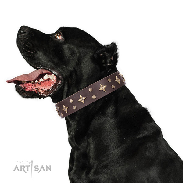 Cane Corso top quality leather dog collar for fancy walking