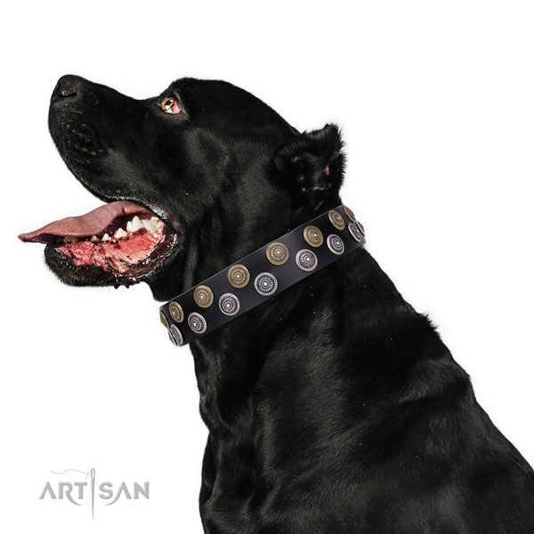 Cane Corso easy adjustable full grain leather dog collar for basic training