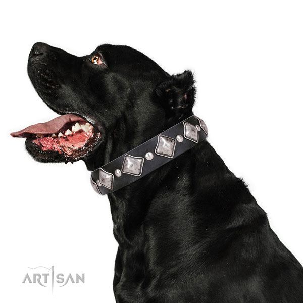 Cane Corso easy to adjust natural genuine leather dog collar for comfortable wearing