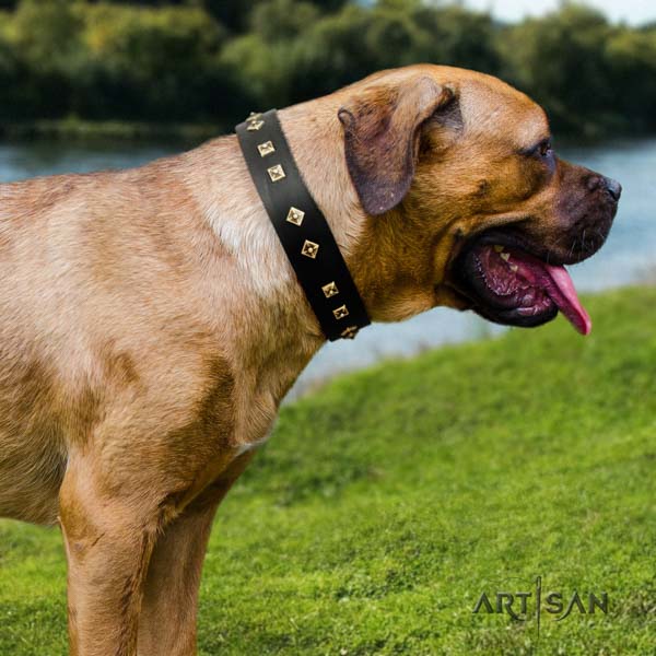 Cane Corso embellished collar made of soft genuine leather