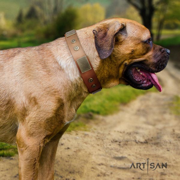 Cane Corso embellished collar made of gentle to touch leather