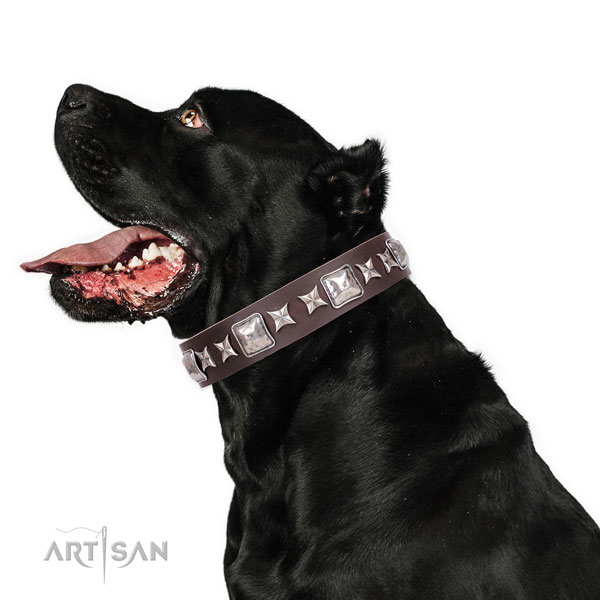 Cane Corso extraordinary genuine leather dog collar for stylish walking
