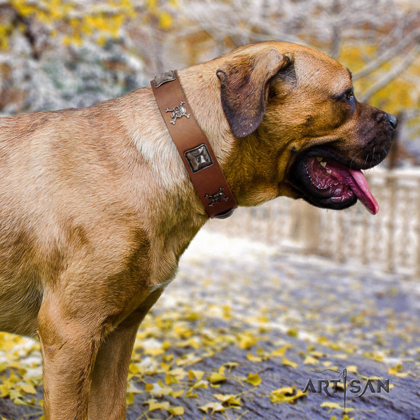 Cane Corso amazing leather dog collar for easy wearing